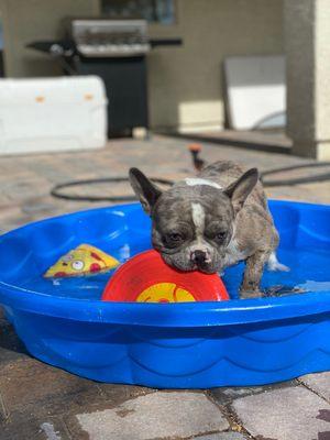 Luffy learned to play better with his toys, and he loves play fetch now