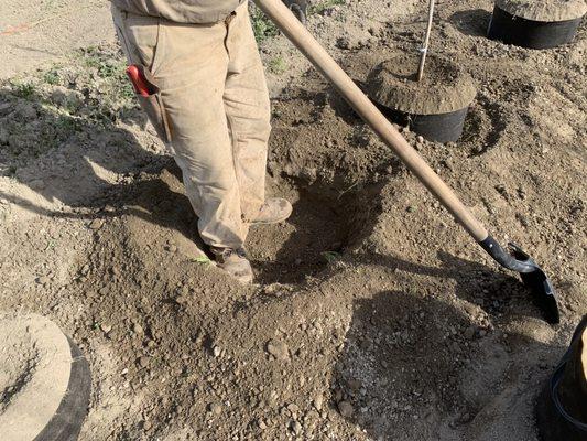 Planting holes are dug with a large auger.