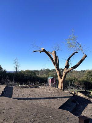 Chinese Elm trimmed up really well!