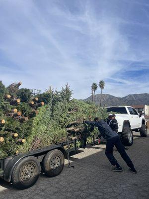 New tree delivery !!