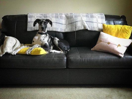 Great Dane puppy approved!