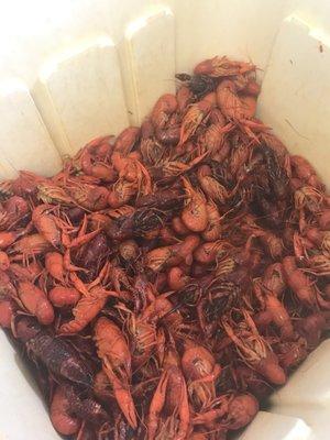 Boiled Crawfish! Very Juicy & Flavorful !!