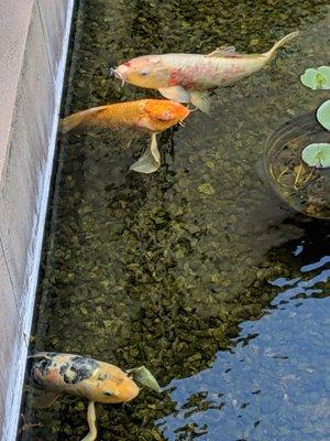 Koi