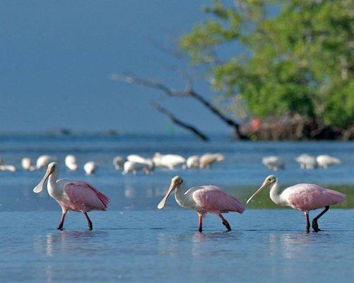 roseate spoonbills