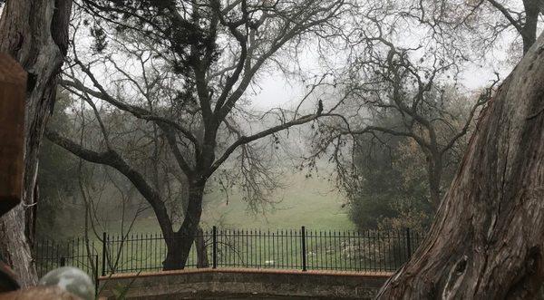 The Park at the Ridge as seen from a homeowner's backyard at The Ridge at Deerfield.