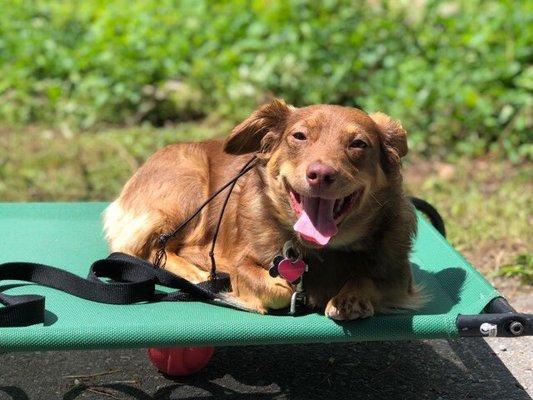 Off Leash K9 Training