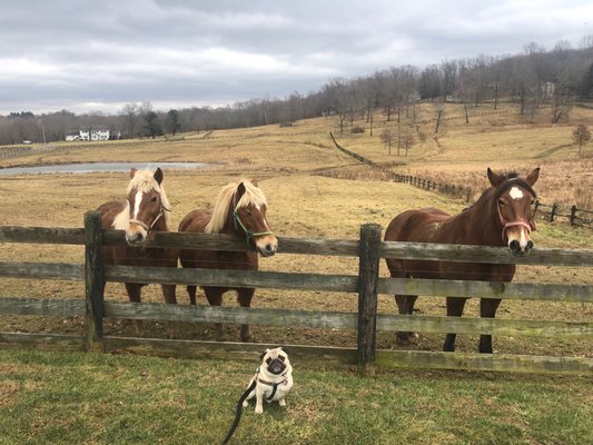 Bucky the Pug!