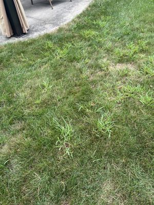 Even more crabgrass where we entertain.