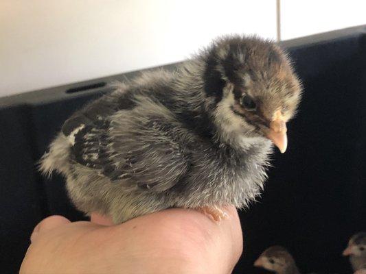 Baby chick