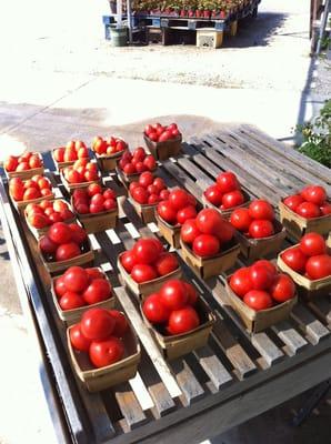 Basket of Roma tomatoes are $3 and regular tomatoes are $4. Can we say fresh salsa and sauce!!!