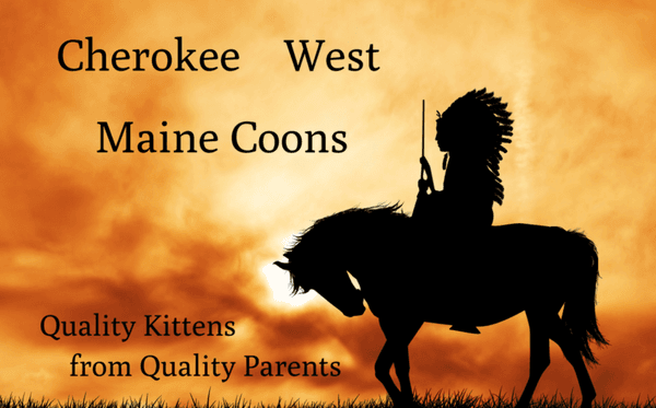 Cherokee West Maine Coons