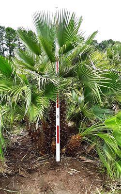 European fan palm