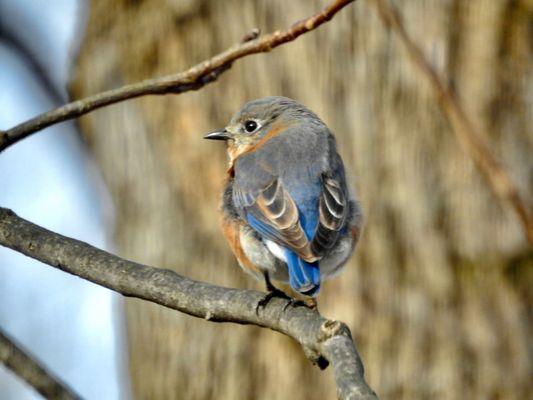 Eastern Bluebird - Female