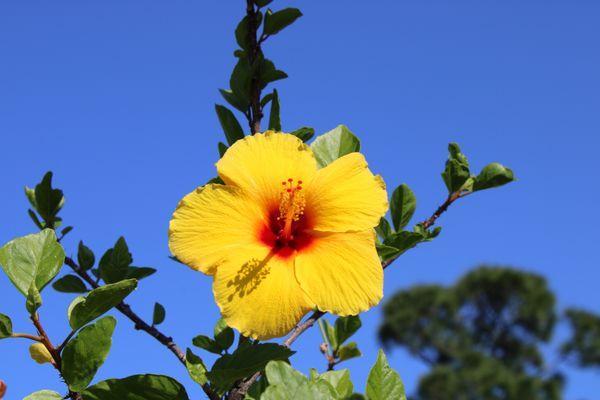 Florida flora: Hibiscus 22