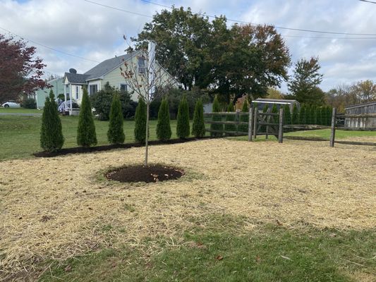 Yard grade, rake, seed and Arb planting