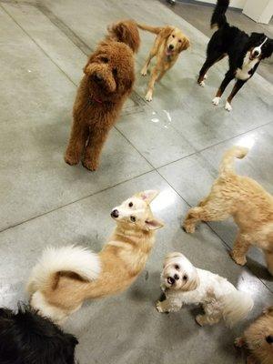 Small Dog Daycare Group Photo