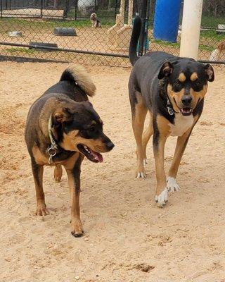 Camp Happy Hound