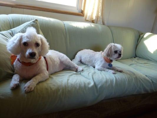 Li'l Bear and Bindi after,  Lookin good in orange and red....  Thank you Fuzzy Friends