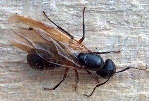 Carpenter ant