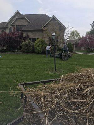 Yard cleanup and trimming of ornamental grasses.