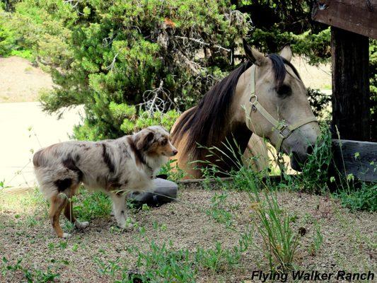 Flying Walker Toy Aussies