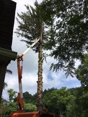 Black Lab crew removing two 100' tall trees