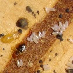 Bed Bug Harborage with adults, nymphs, and eggs in Atlanta, GA.