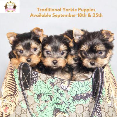 Yorkie and Cane Corso Puppies for Sale from Gold Standard Breeders, Yorkies of Houston and Presidential Cane Corsos www.amazingpaws.dog