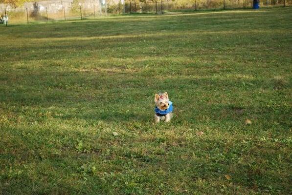 Mossimo Yorkie