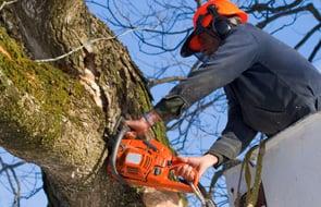 A A-1 Hoskins Tree Service