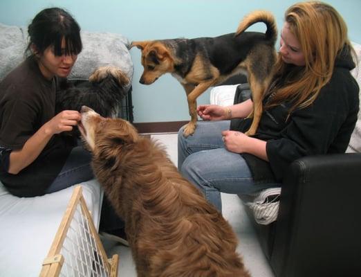 Dogs needing special attention get a break in the Quiet Room. Metro Dogs Daycare & Boarding 
 506 11th Ave. North, 
 Minneapolis, MN 55411