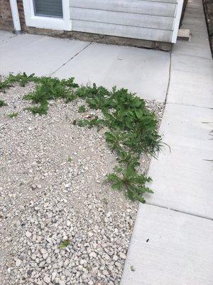 Gross weeds growing through the gravel.