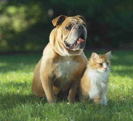 Pet Stop of Central Georgia