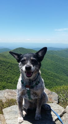 Train your dog in the Blue Ridge Mountains