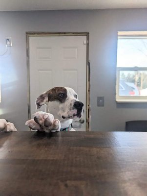 "Petey" (an animal humane society alumni) he is our shop mascot. He works Tuesdays & Wednesdays.