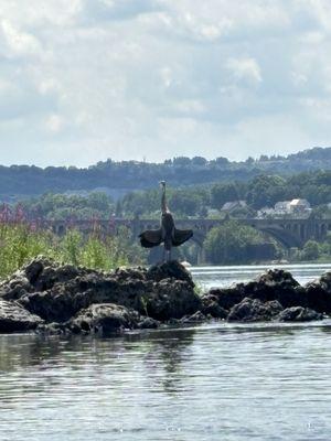 Wildlife on the River.