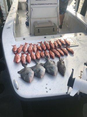 Trigger fish, vermilion, and grouper. Captain was excellent and knows where to fish!