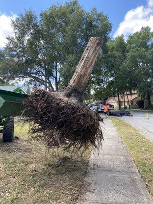 Tree removal and stump grinding. We will get your trees back in shape. Call Today 727-847-1553