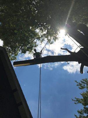 Good Air Tree Service