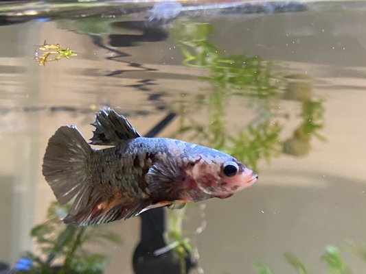 Male copper betta