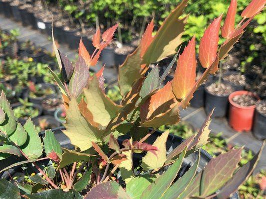 Low Oregon Grape