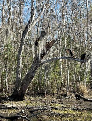 Bayou view