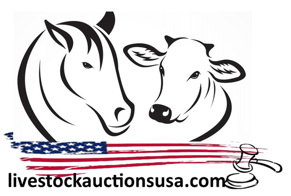 Livestock Auctions USA