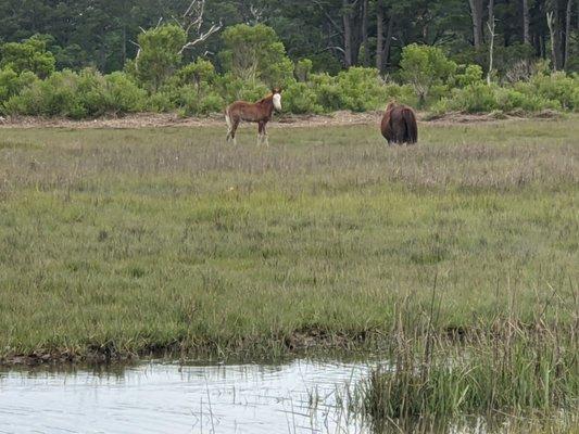 Mare and new foal, on Assateague