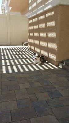 The BLU dog likes the lattice shade.