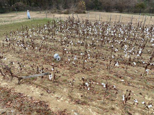 Cotton farm