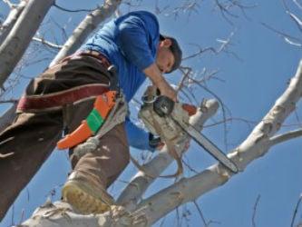 Tree Removal in the Austin Area