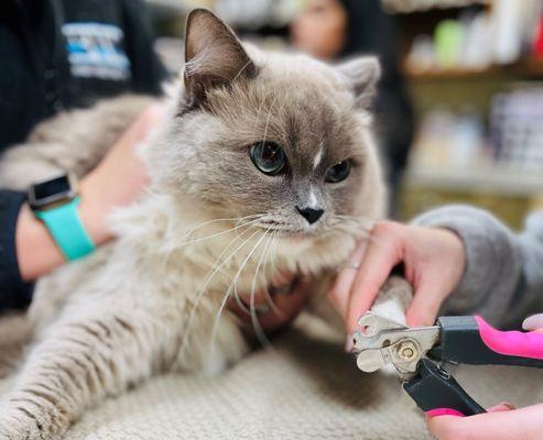 Feline toe nail trim