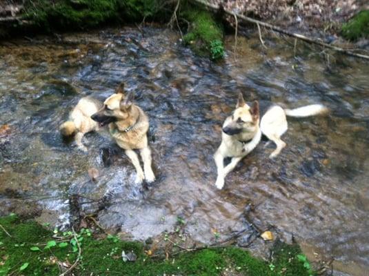 Chillin in the mountain stream