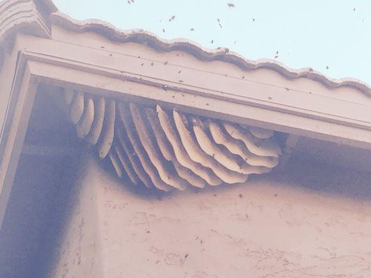 Huge Honeycomb under an eve and also going into the roof